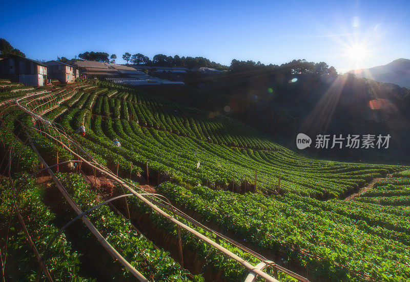 日出在草莓田梯田在doi angkang，清迈，泰国。